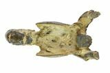 Fossil Mud Lobster (Thalassina) - Australia #95774-3